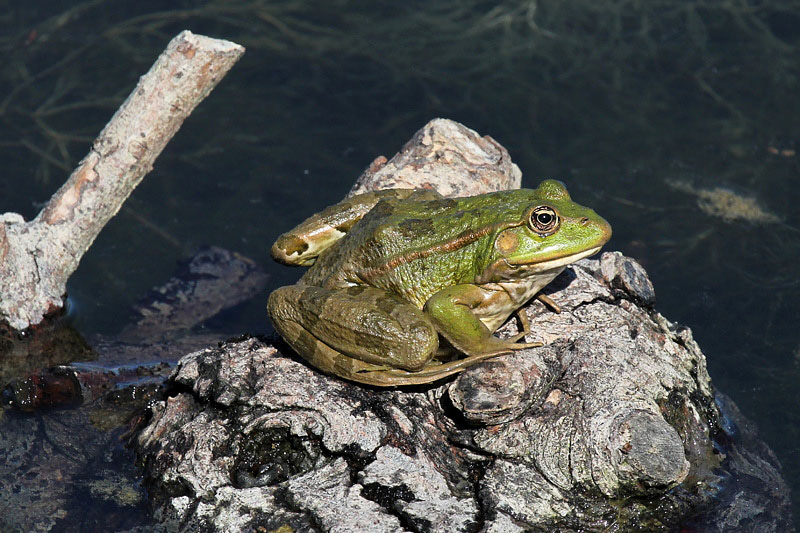 Rana verde - Pelophylax cfr. ridibundus? (RE)