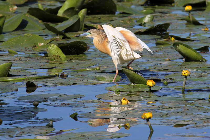 Sgarza ciuffetto (Ardeola ralloides)