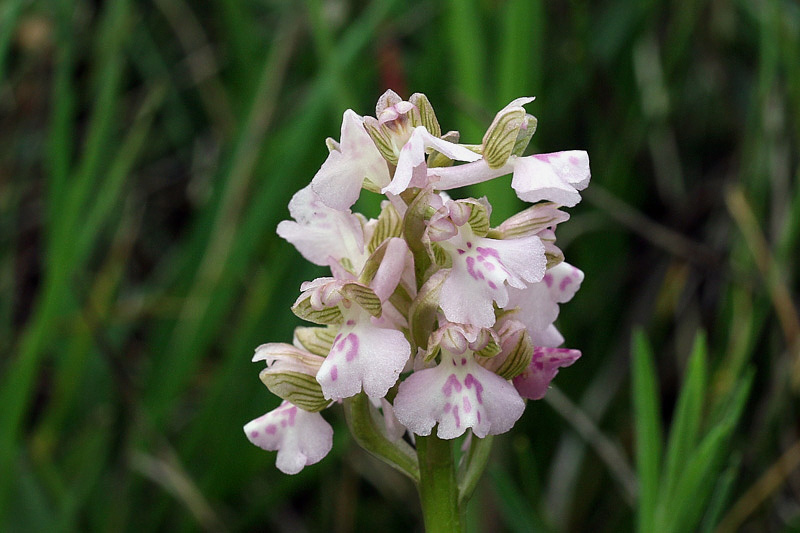 Anacamptis morio (L.) R.M. Bateman, Pridgeon & M.W. Chase