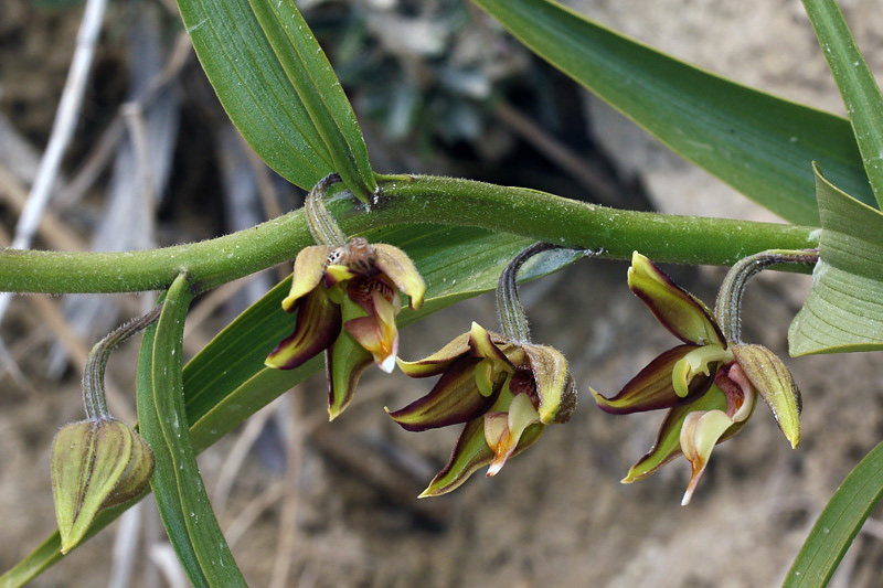 Epipactis veratrifolia Boiss. & Homen.