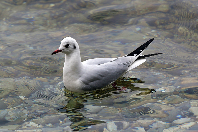 Gabbiano comune / Chroicocephalus (ex Larus) ridibundus