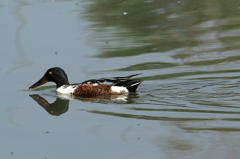 Mestolone (anas clypeata)