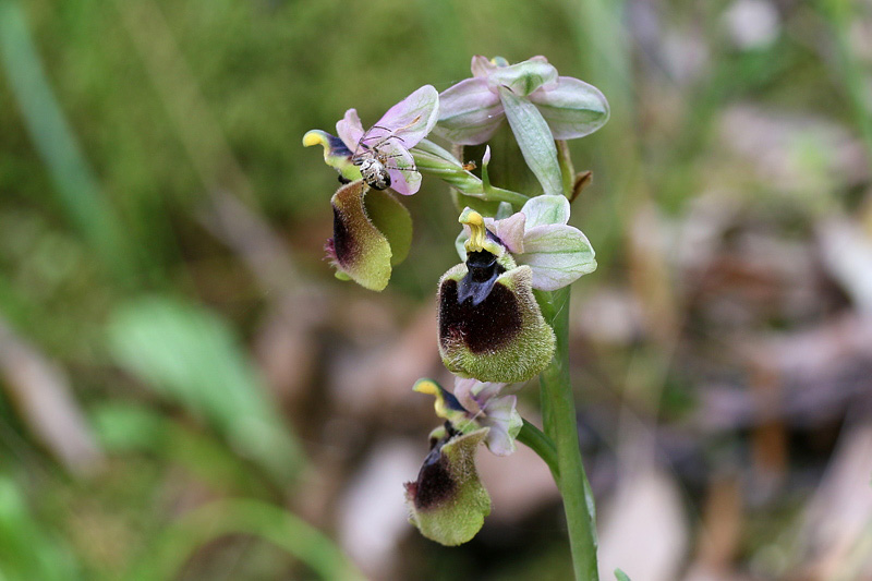 Ophrys normanii J.J. Wood (pro. Hybr.)