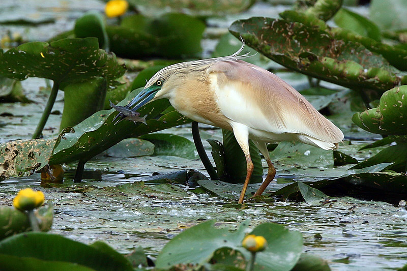 Sgarza ciuffetto (Ardeola ralloides)