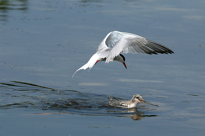 Pranzo in volo