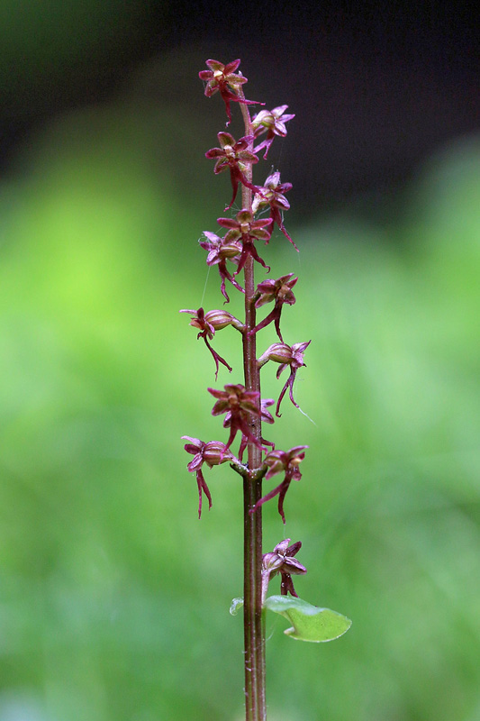 Neottia cordata (=Listera cordata)