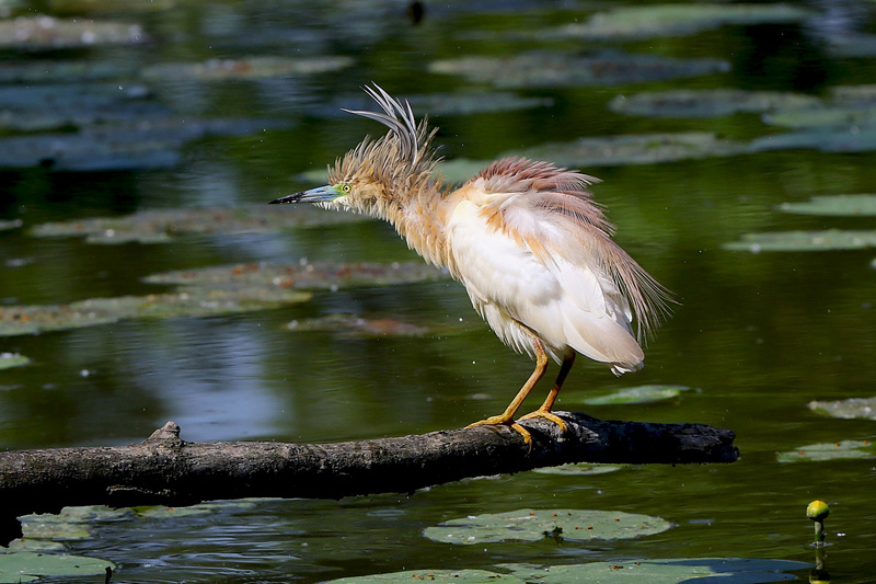 Sgarza ciuffetto (Ardeola ralloides)