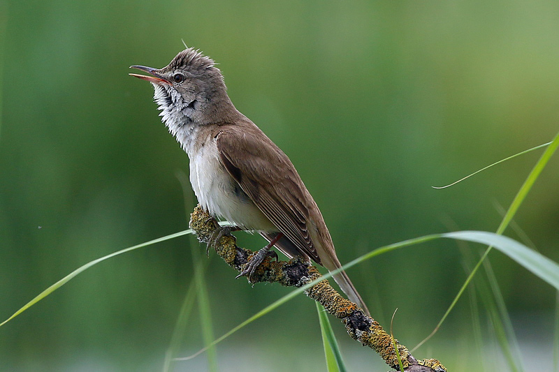 Cannareccione (Acrocephalus arundinaceus)