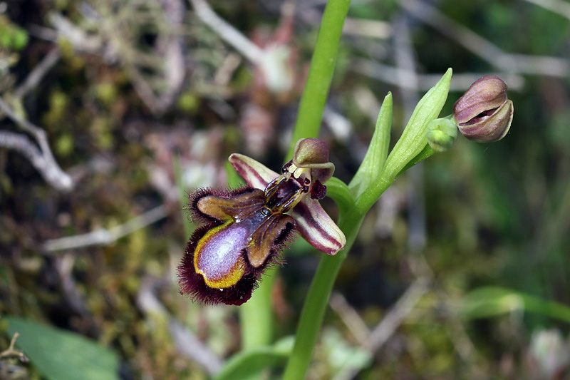 Ophrys speculum Link