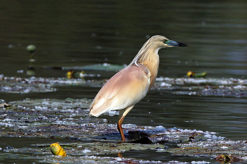 Sgarza ciuffetto (Ardeola ralloides)