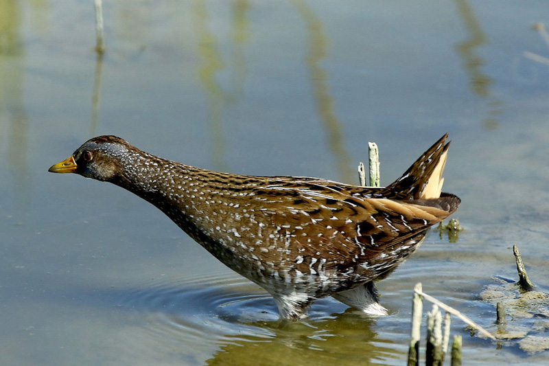 Voltolino (Porzana porzana)