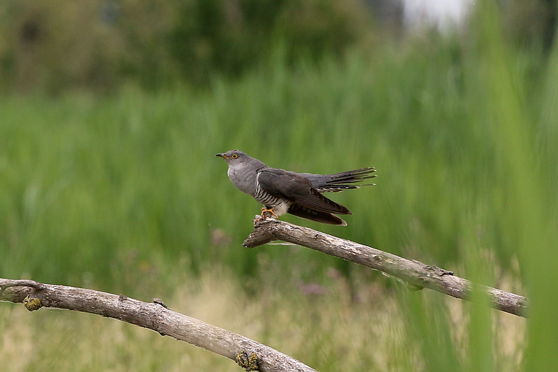 Cuculo (cuculus canorus)