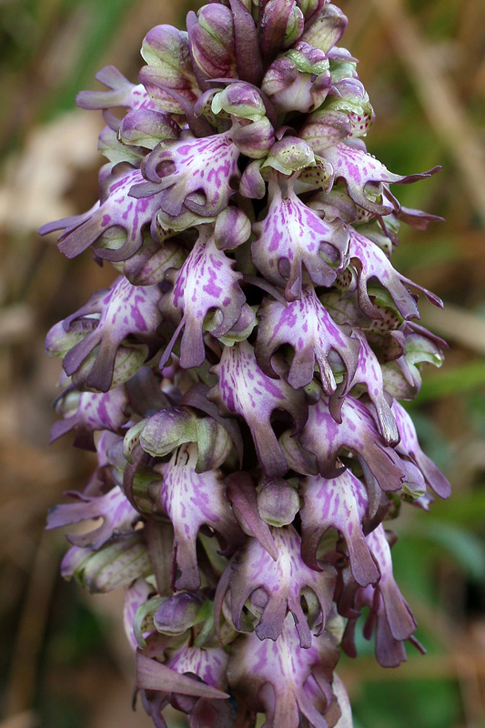 Himantoglossum robertianum (Loisel.) P. Delforge