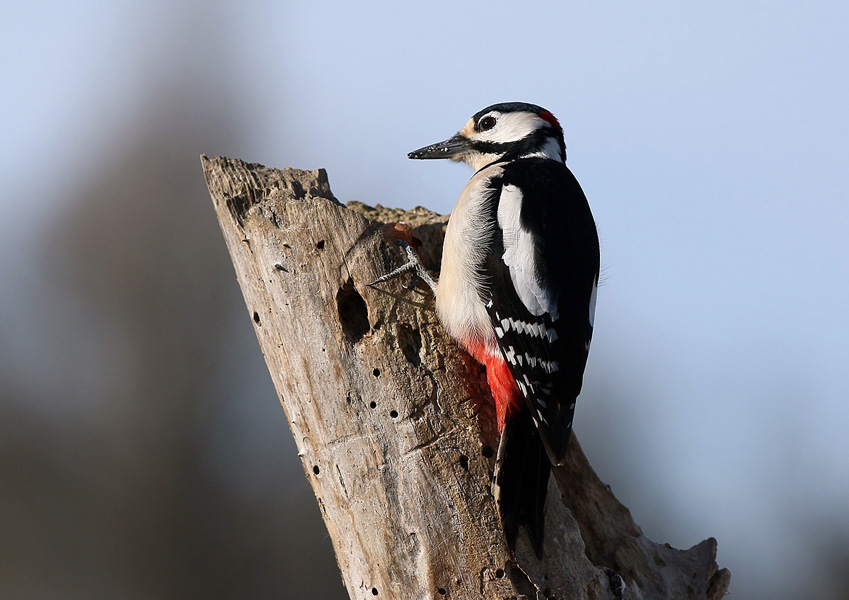 Picchio rosso maggiore ( Dendrocopos major)