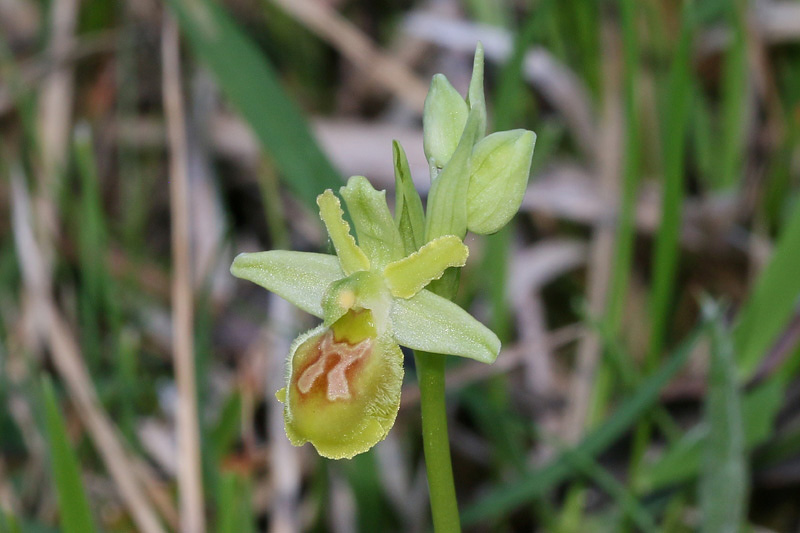 Ophrys minipassionis Romolini & Soca