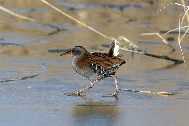 Porciglione (Rallus aquaticus)