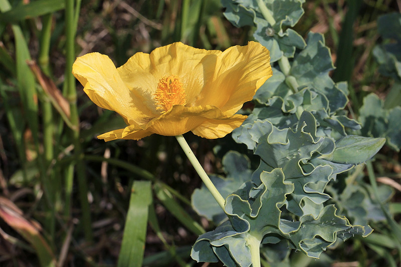 Glaucium flavum / Papavero cornuto