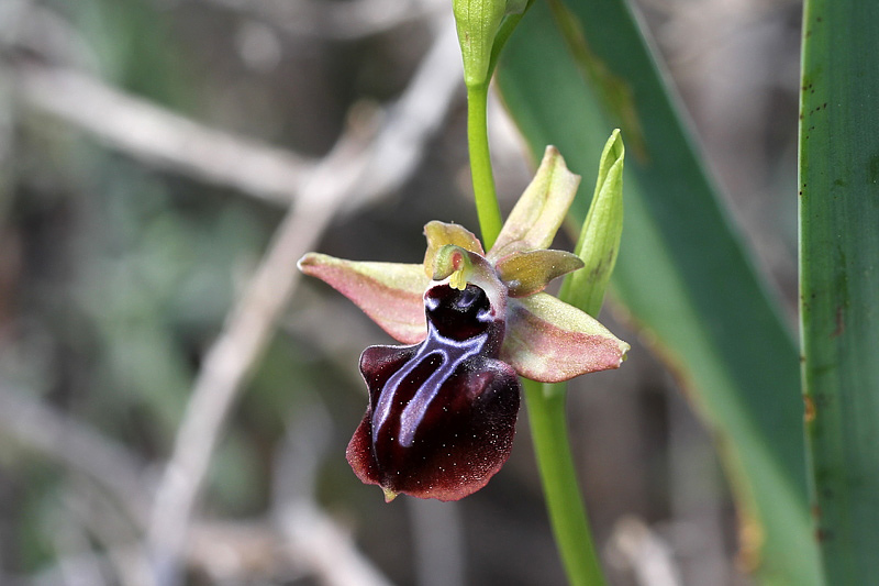 Ophrys mammosa Desfontaines