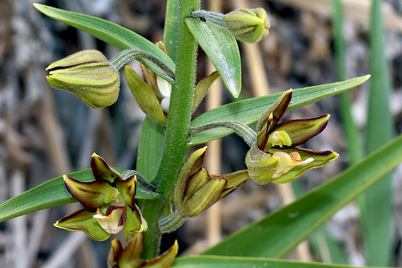 Epipactis veratrifolia Boiss. & Homen.