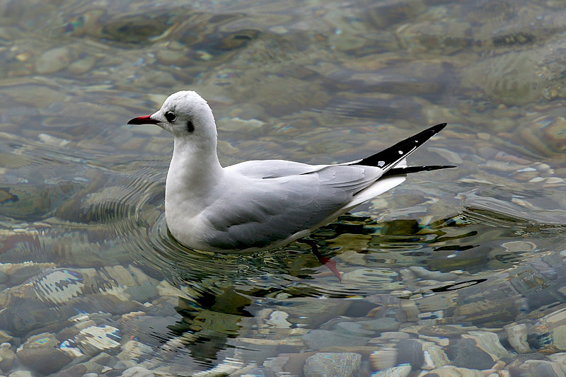 Gabbiano comune / Chroicocephalus (ex Larus) ridibundus