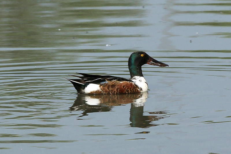 Mestolone (anas clypeata)