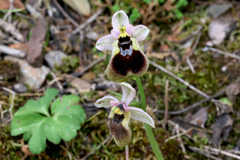 Ophrys normanii J.J. Wood (pro. Hybr.)