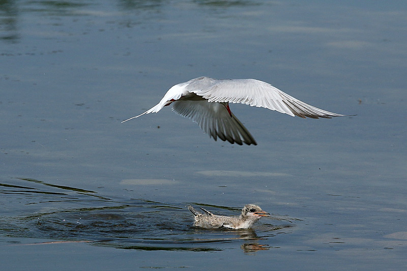 Pranzo in volo