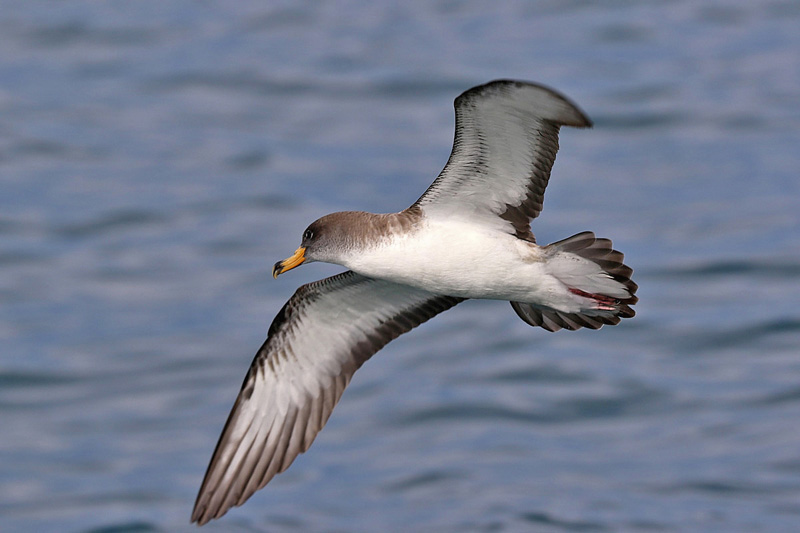 Berta maggiore (Calonectris diomedea)