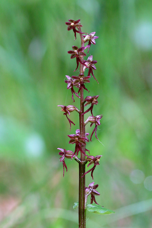 Neottia cordata (=Listera cordata)