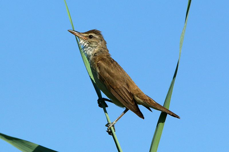 Cannareccione (Acrocephalus arundinaceus)