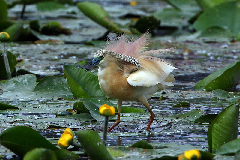 Sgarza ciuffetto (Ardeola ralloides)