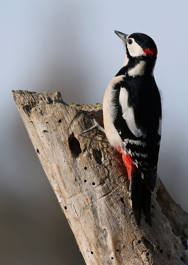 Picchio rosso maggiore ( Dendrocopos major)