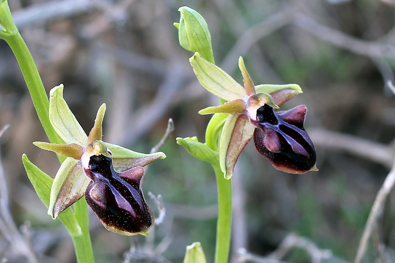 Ophrys mammosa Desfontaines