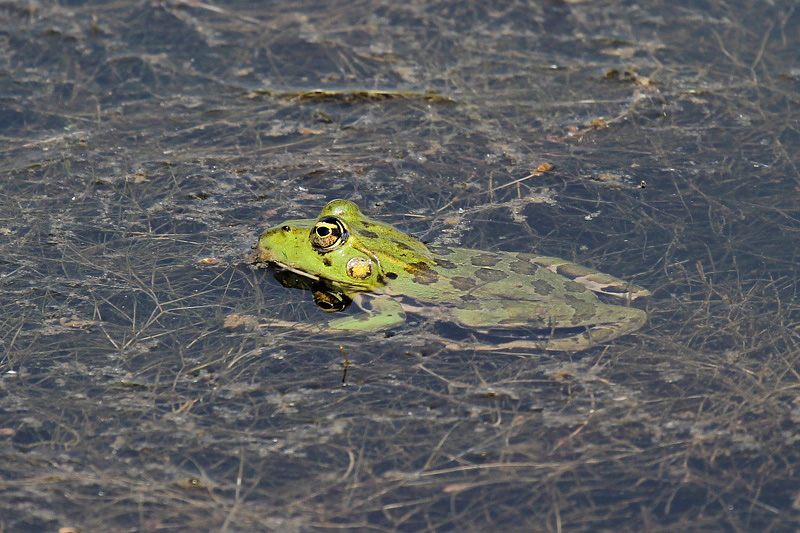 Rana verde - Pelophylax cfr. ridibundus? (RE)