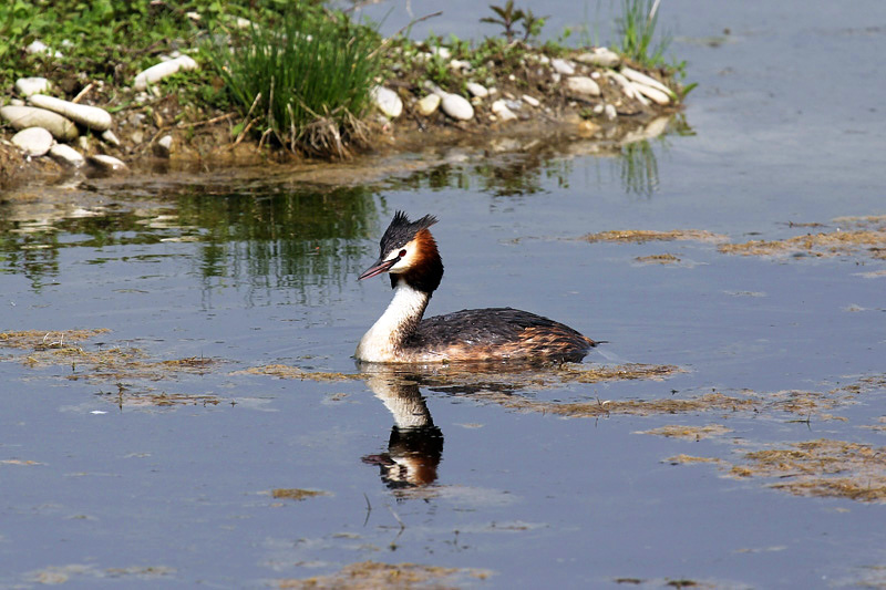 Svasso maggiore (Podiceps cristatus)