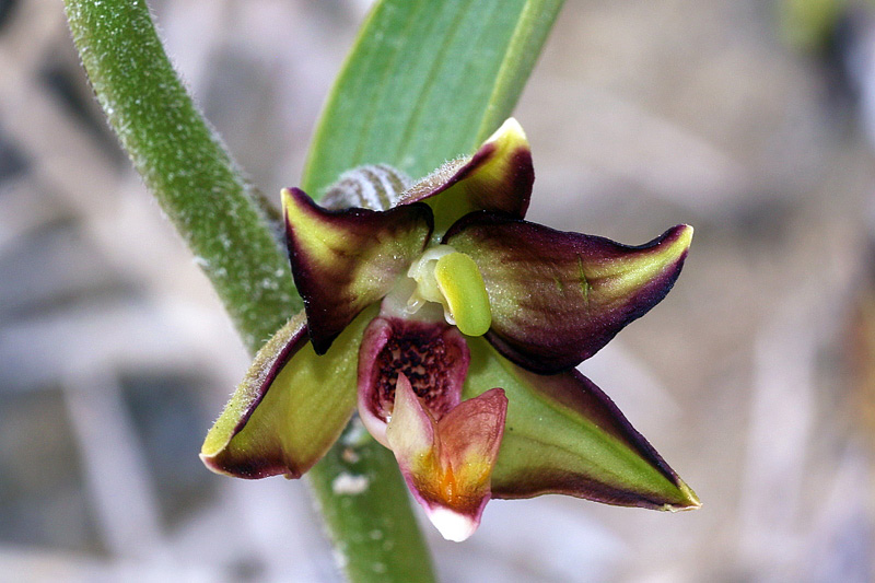 Epipactis veratrifolia Boiss. & Homen.