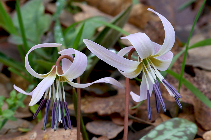 Erythronium dens-canis / Dente di cane