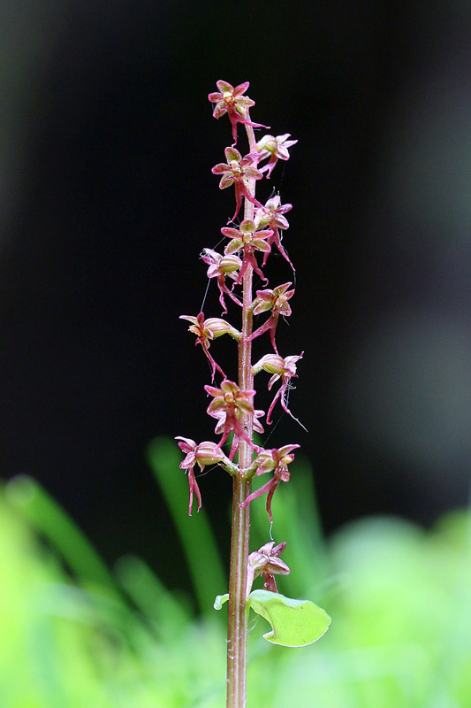 Neottia cordata (=Listera cordata)