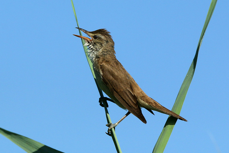 Cannareccione (Acrocephalus arundinaceus)