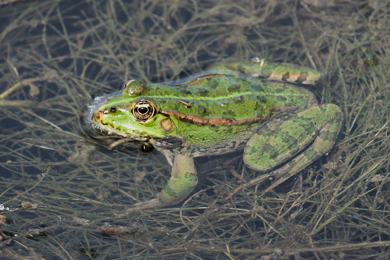 Rana verde - Pelophylax cfr. ridibundus? (RE)