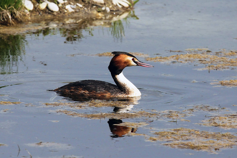 Svasso maggiore (Podiceps cristatus)