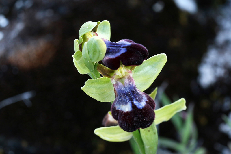 Ophrys iricolor Desf.