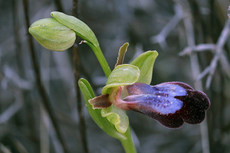 Ophrys iricolor Desf.