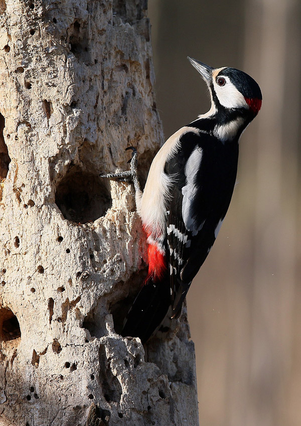 Picchio rosso maggiore ( Dendrocopos major)