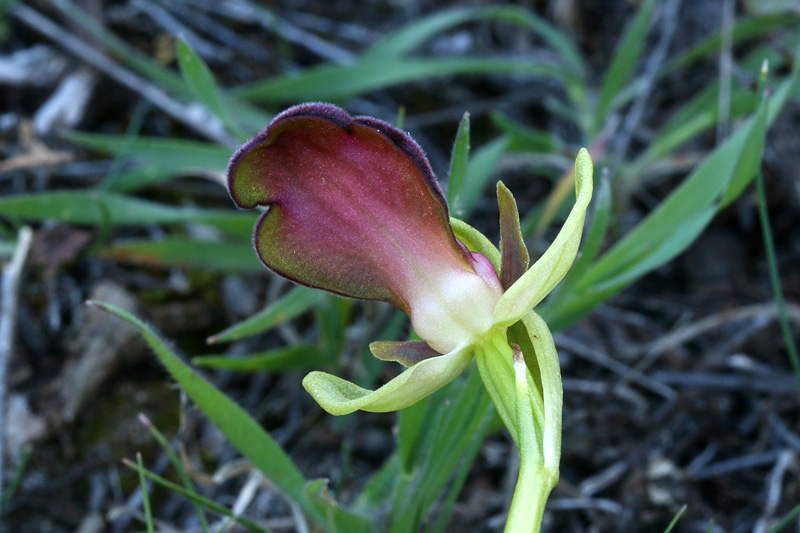 Ophrys iricolor Desf.