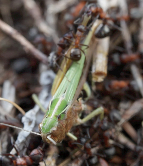 orthoptera da identificare