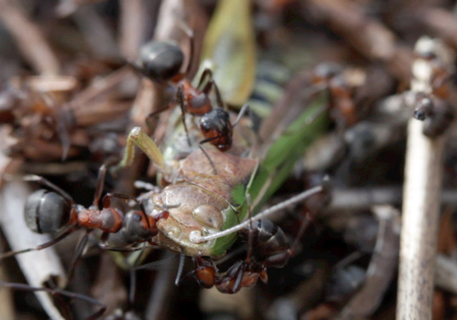 orthoptera da identificare