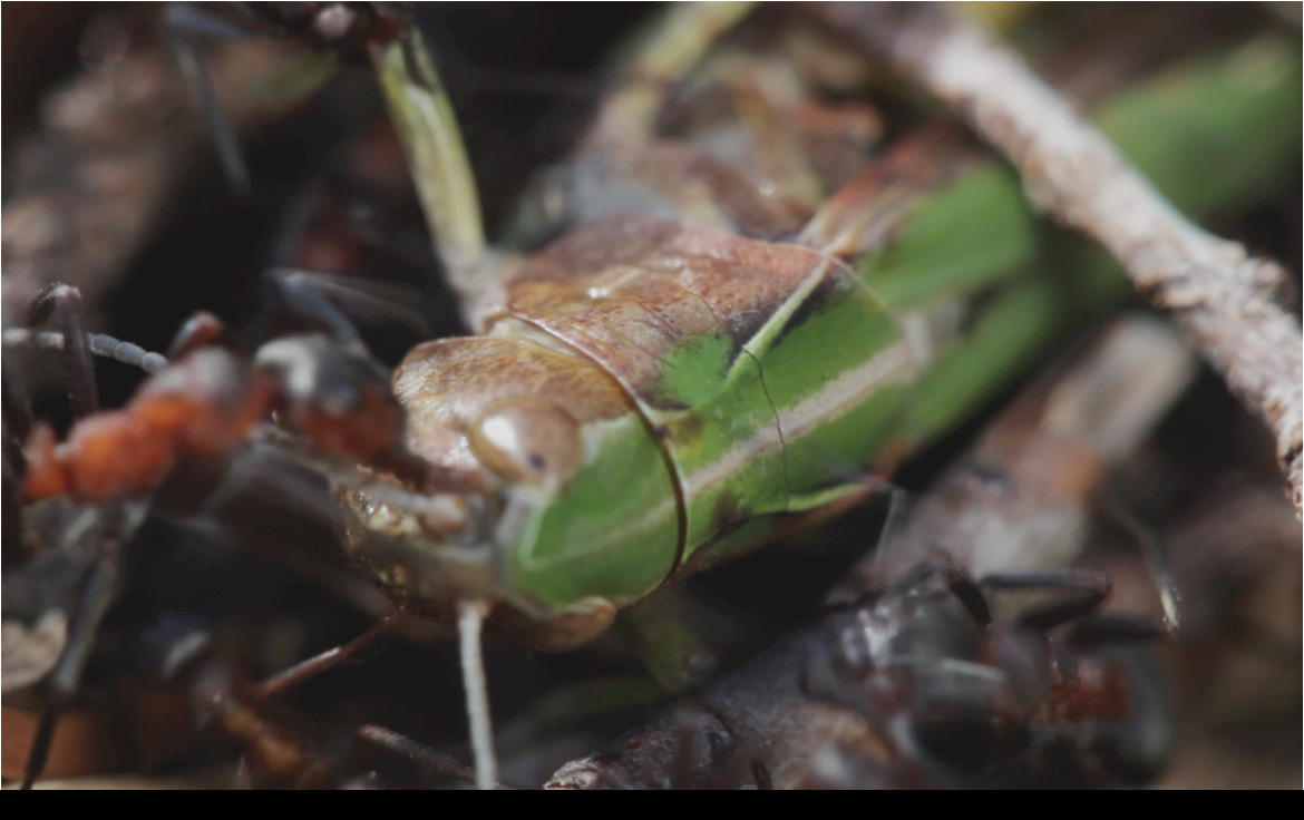 orthoptera da identificare