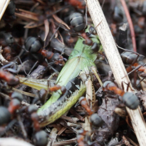 orthoptera da identificare