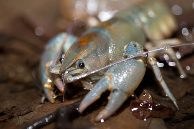 Austropotamobius pallipes o Astacus astacus?